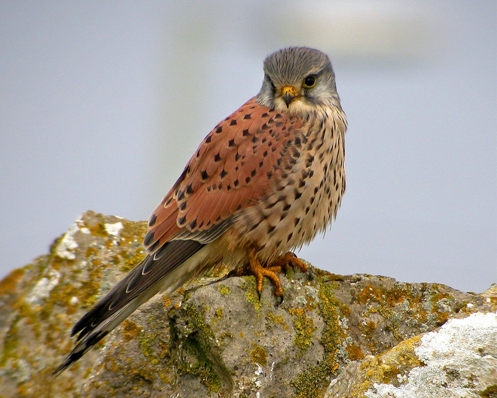 Eurasian Kestrel - eBirdr