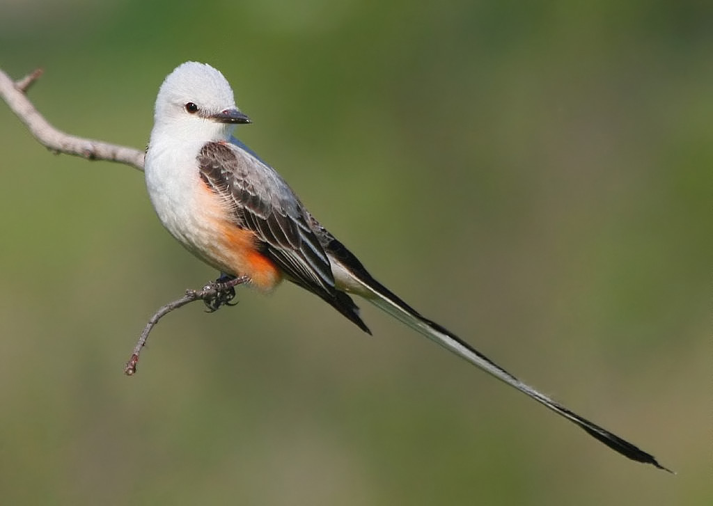 Scissortailed Flycatcher eBirdr