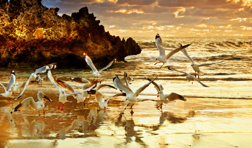 妖娆 Travels 澳大利亚 Tours - Two Rocks Sunset - Perth 澳大利亚 - Best trips to take in 2020