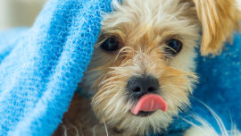 Have you thought about donating those old blankets to an animal shelter? Picture: iStock.