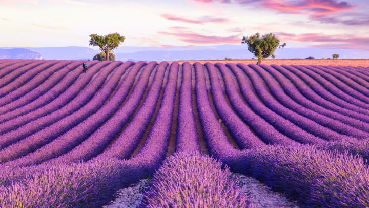 The lavender fields of Provence.
