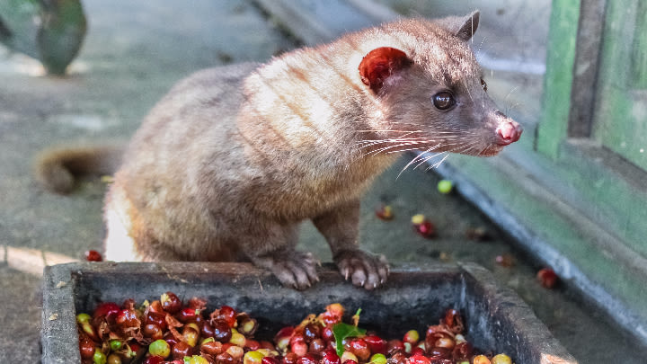 Kopi luwaks love coffee berries.