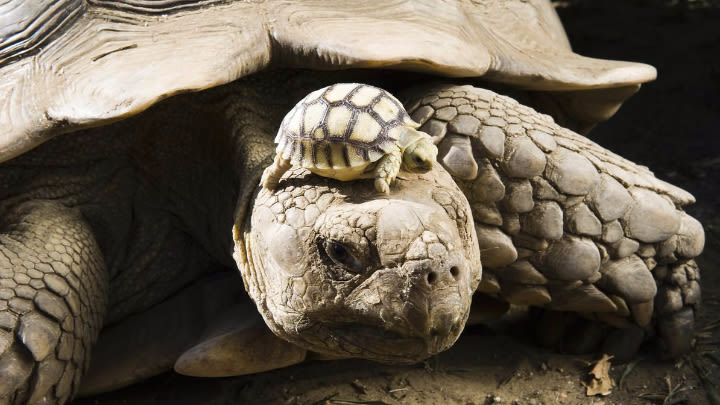 Some speculate this tortoise to be up to 140 years old!.