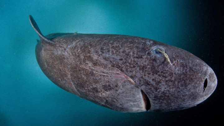 This gorgeous ancient shark! (image uploaded to Reddit by u/Goal1).