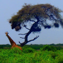 SFS: Kenya & Tanzania - Wildlife Management Studies Photo