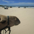 CEA CAPA Education Abroad: Sydney, Australia Photo