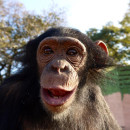 Study Abroad Reviews for African Impact: Chimpanzee & Wildlife Orphan Care Project in Zambia