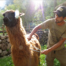 Study Abroad Reviews for Llama Pack Project: Peru - Sustainable Rural Development Internships