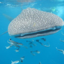 Study Abroad Reviews for GVI: Mahe and Curieuse - Study, Volunteer & Internship Programs in Seychelles