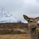 CISabroad (Center for International Studies): Semester in Scotland Photo