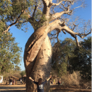 SIT Study Abroad: Madagascar - Traditional Medicine and Healthcare Systems (Summer) Photo
