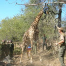 Study Abroad Reviews for Parawild Edu-Capture: Conservation and Wildlife Management in South Africa
