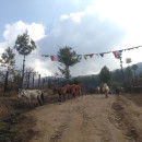 The School for Field Studies / SFS: Bhutan - Bhutan - Himalayan Studies Photo