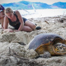Study Abroad Reviews for GVI: Curieuse - Seychelles Environmental Conservation Short Term Internship