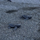 SIT Study Abroad: Panama - Tropical Ecology, Marine Ecosystems, and Biodiversity Conservation Photo