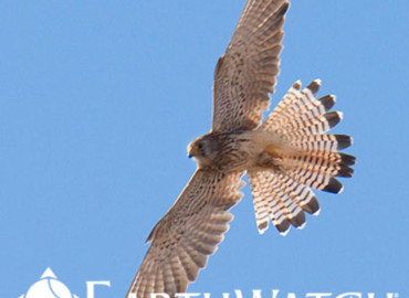 Study Abroad Reviews for Earthwatch: Mongolia - Archaeology of the Mongolian Steppe