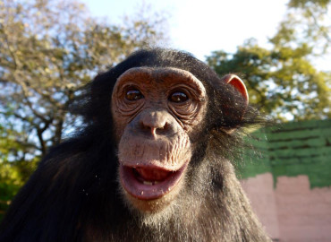 Study Abroad Reviews for African Impact: Chimpanzee & Wildlife Orphan Care Project in Zambia