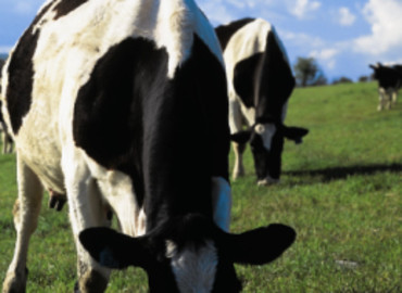 Study Abroad Reviews for Scottish Agricultural College: Edinburgh - Direct Enrollment & Exchange