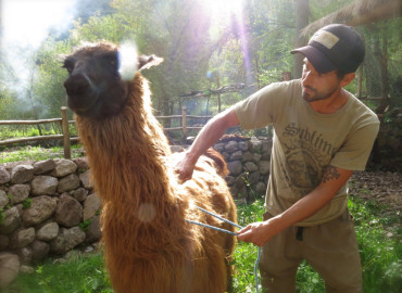 Study Abroad Reviews for Llama Pack Project: Peru - Sustainable Rural Development Internships