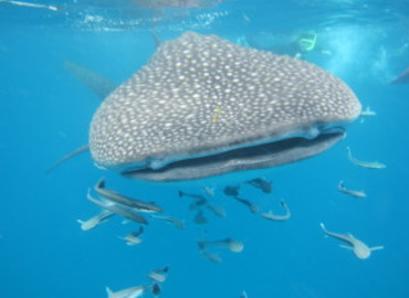 Study Abroad Reviews for GVI: Mahe and Curieuse - Study, Volunteer & Internship Programs in Seychelles