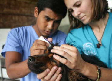 Study Abroad Reviews for Broadreach: Costa Rica - Veterinary Medicine College Summer Program