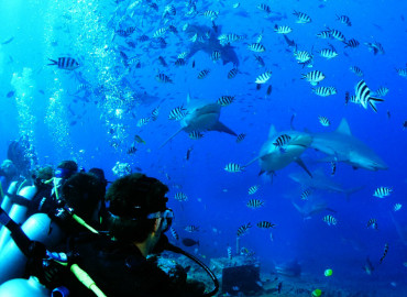 Study Abroad Reviews for Broadreach: Fiji Shark Behavior & Conservation
