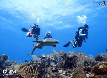 Study Abroad Reviews for GVI: Ambergris Caye - Belize Marine Conservation Expedition