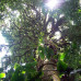 Photo of SUNY Binghamton: Traveling - Tropical Forest Workshop