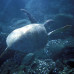 Photo of Pacific Discovery: Australia Summer Program