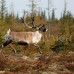 Photo of Earthwatch: Canada - Climate change at the Arctic's edge