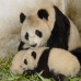 Photo of Earthwatch: China - On the Trail of Giant Pandas