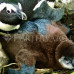 Photo of Earthwatch: South Africa - South African Penguins