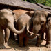 Photo of Earthwatch: Thailand - Thinking Like an Elephant in Thailand