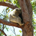 Photo of ISA Study Abroad in Townsville, Australia