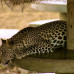 Photo of The School for Field Studies / SFS: Tanzania - Wildlife Management Studies