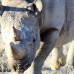 Photo of Round River Conservation Studies - Namibia Desert Program