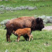 Photo of Wildlands Studies: The Yellowstone Project: Threatened And Sensitive Species