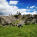 Photo of Wildlands Studies: The Yellowstone Project: Threatened And Sensitive Species
