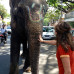 Photo of IFSA/Alliance: Manipal - Global and Public Health