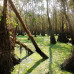 Photo of The School for Field Studies / SFS: Cambodia – Conservation and Development Studies