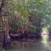 Photo of The School for Field Studies / SFS: Cambodia – Conservation and Development Studies