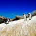 Photo of CIEE: Cape Town - Service Learning