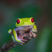 Photo of Round River Conservation Studies: Costa Rica – The Osa Peninsula