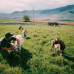 Photo of Swan Valley Connections: Landscape and Livelihood