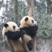 Photo of The Beijing Center: ChinaGreen Environmental Studies Summer Program