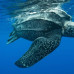 Photo of Outward Bound Costa Rica: Custom Course to Costa Rica, Panama, or Nicaragua