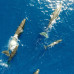 Photo of Sea Education Association: Programs at Sea – Protecting the Phoenix Islands ( Summer )
