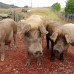 Photo of WSU Faculty-Led Costa Rica: Animal Production Systems in the World