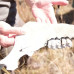 Photo of Conservation Travel Africa: Zimbabwe - Nature Enthusiast Course