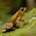 Photo of Round River Conservation Studies - Belize Program